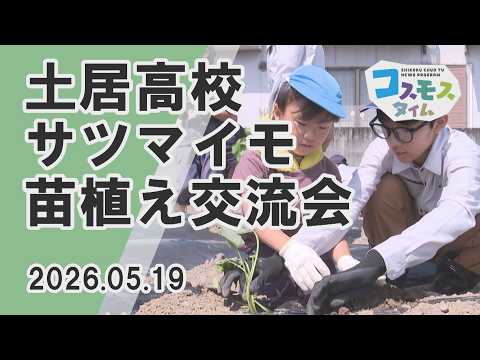 【コスモスタイム】土居高校サツマイモ苗植え交流會(2026年5月19日取材)
