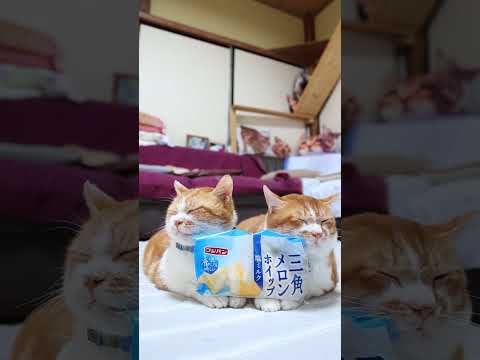 三角メロンホイップ＆塩ミルクスイーツと癒しの猫のコラボ紹介 サムネイル