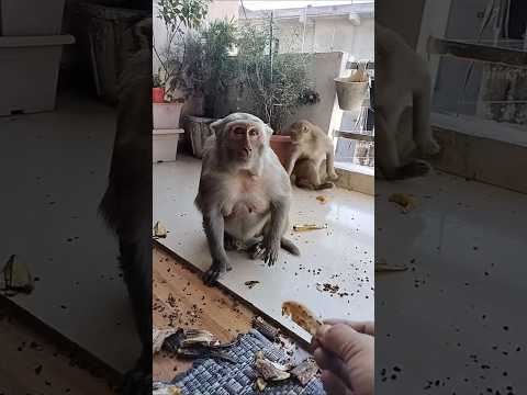 Live highlight🐒😍 monkey breakfast time #shortsfeed #shorts #viral #monkey #cutemonkey