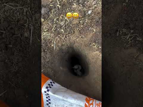 #aseel #trendingreels #punjabiaseel #animallover