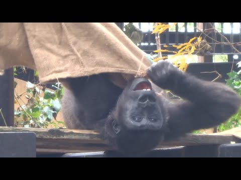 もはやボールと呼べないほど壊れた玩具を、いまだに愛してやまない子ゴリラ⭐️Gorilla【京都市動物園】Kintaro still loves and cherishes broken ball