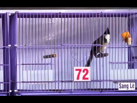 Mã 72 thái độ tốt 🌾 êm