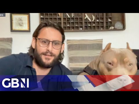 American Bully XL ban: 'Breeders will just get a different type of dog!'
