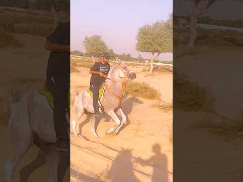 Desert horse ride Dubai #horse #horselov #equestrian