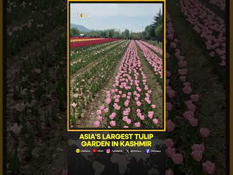 3.75 lakh tourists visit the Asia’s Largest Tulip Garden | WION Shorts