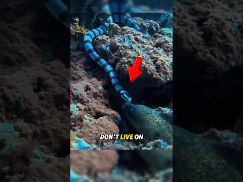 The Ocean's Most Venomous Snake 🐍🌊 #SeaSnake #shorts #DeadlyAnimals