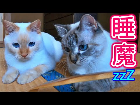 うっちゃの猫の最新動画 Youtubeランキング