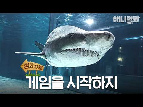 [정ZOO행] 상어 잡는 상어들의 반란🦈 | EP.46 #동물농장 #animalfarm