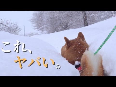 大雪が絶望すぎて遂に断念しました。