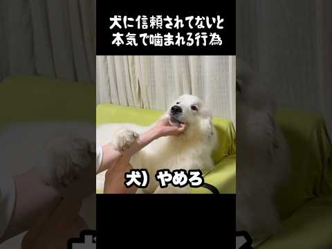 信頼している飼い主にアレを飲まされる愛犬　#greatpyrenees #癒し #大型犬のいる生活 #大型犬 #グレートピレニーズ #犬のいる生活 #愛犬 #可愛い #ペット #大型犬と暮らす