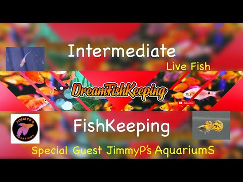 Episode 3_ FishTalk and live fish giveaway! On this week's episode we're hanging out and talking fish! At the end of the show we will be giving 