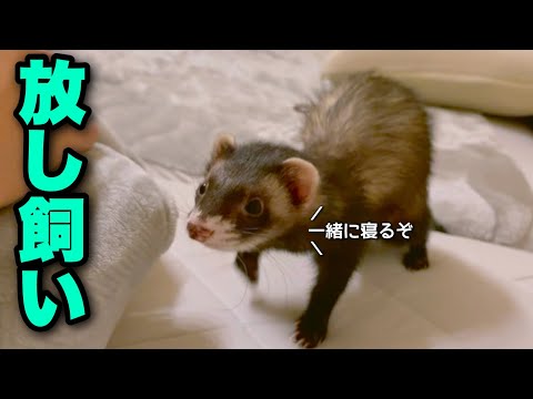 フェレットを放し飼いするとこうなる。