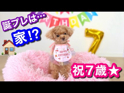 【祝7歳】誕生日にマンション購入!?新居も公開!【トイプードルのコロン】