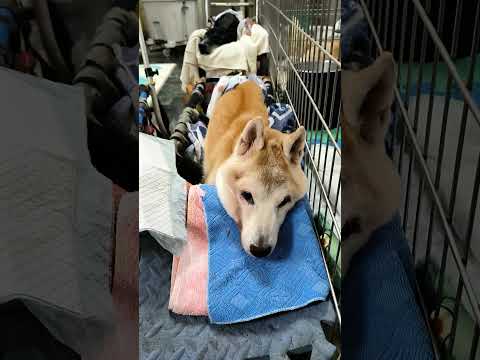 柴犬老爺爺 阿福 跟 巴弟 今天一起結伴在大廳坐輪椅，阿福老爺爺有時可以自己走，有時腿軟需要坐輪椅，坐著坐著就睡著了，真是可愛極了
