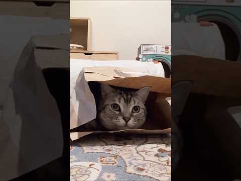 猫の動画サムネイル - アメショーのラッテ#アメリカンショートヘア #アメショー #cat #猫#猫との暮らし #猫と暮らす家