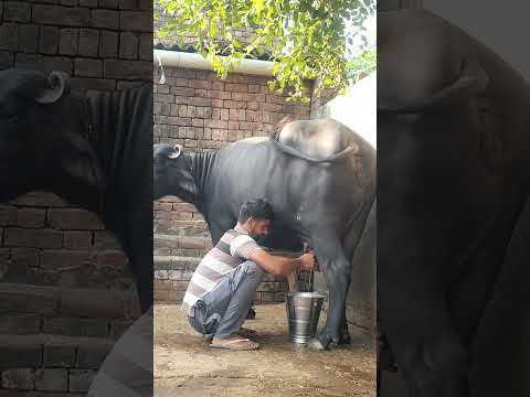 mitwa music/rajsthan village life/village lifestyle/Indian village culture #viral #shorts #trending