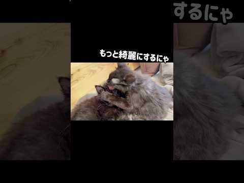 【双子保護猫】毛繕いが激し過ぎる妹子猫