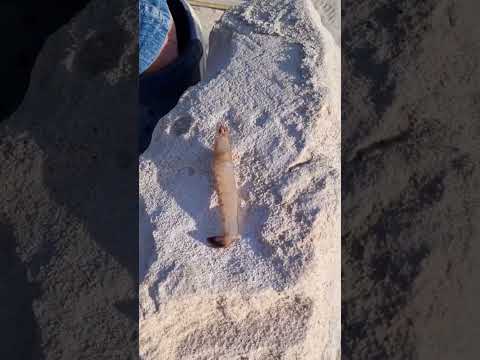 اصتدت ساندويتش جمبري