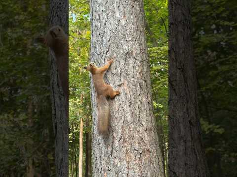 Золотая осень в Туле