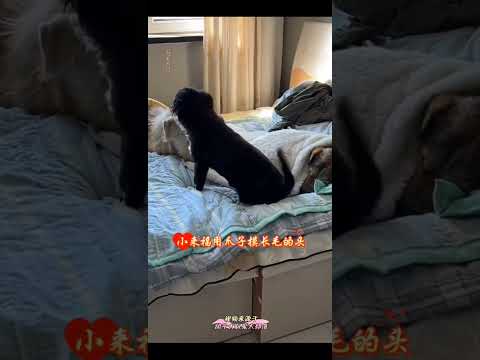 Laifu stepped on a King charles man's leg and hurt him, so he rushed to apologize #furrychild