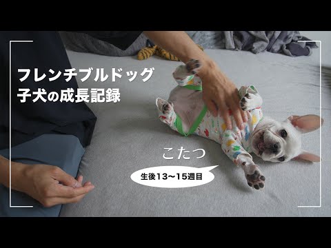 【こたつ成長記録】フレンチブルドッグの社会化期はとても大事【13〜15週目】