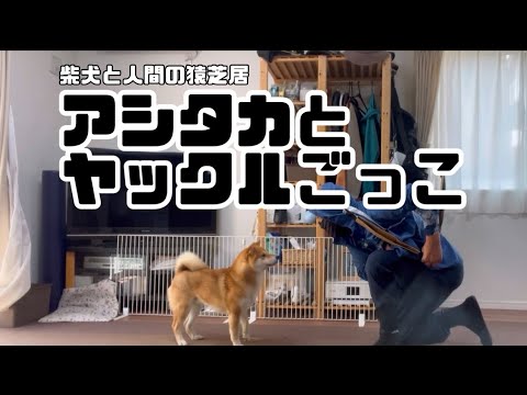 犬の動画サムネイル - 実写版では、ヤックルの座を狙う柴犬とん君　#柴犬　#柴犬とん