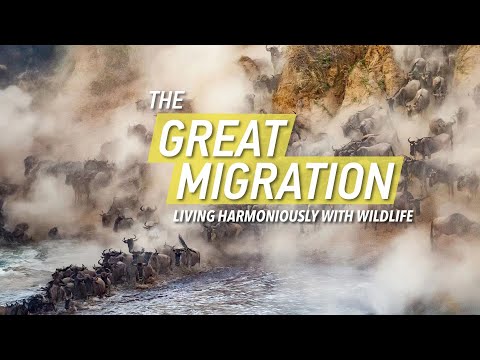 Live: The Great Migration – The path to harmony between man and nature