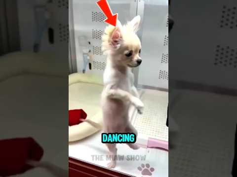 Dogs Dancing Like Humans Will Make Your Day! 😹  | Funny Dog Dance Compilation #dog #ytshorts