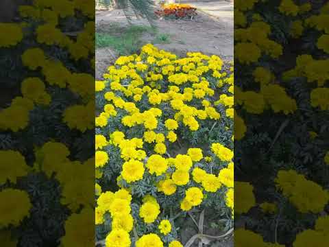 Eid Gah Sargodha | Flowers | Children | Joy | Family Park