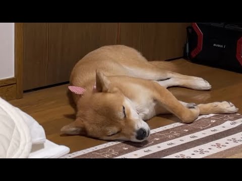 カチカチでもヒンヤリスペースで寝る　柴犬小夏のKonachannel がライブ配信中！