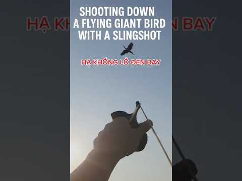 Hạ Chim Khổng Lồ Bay Bằng Ná Cao Su!Shoot Down a Flying Giant #fishing Bird with a Slingshot