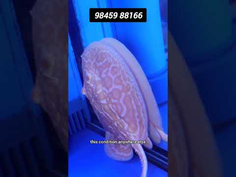 Stingrays At Shaz aquatic nature +91 98459 88166