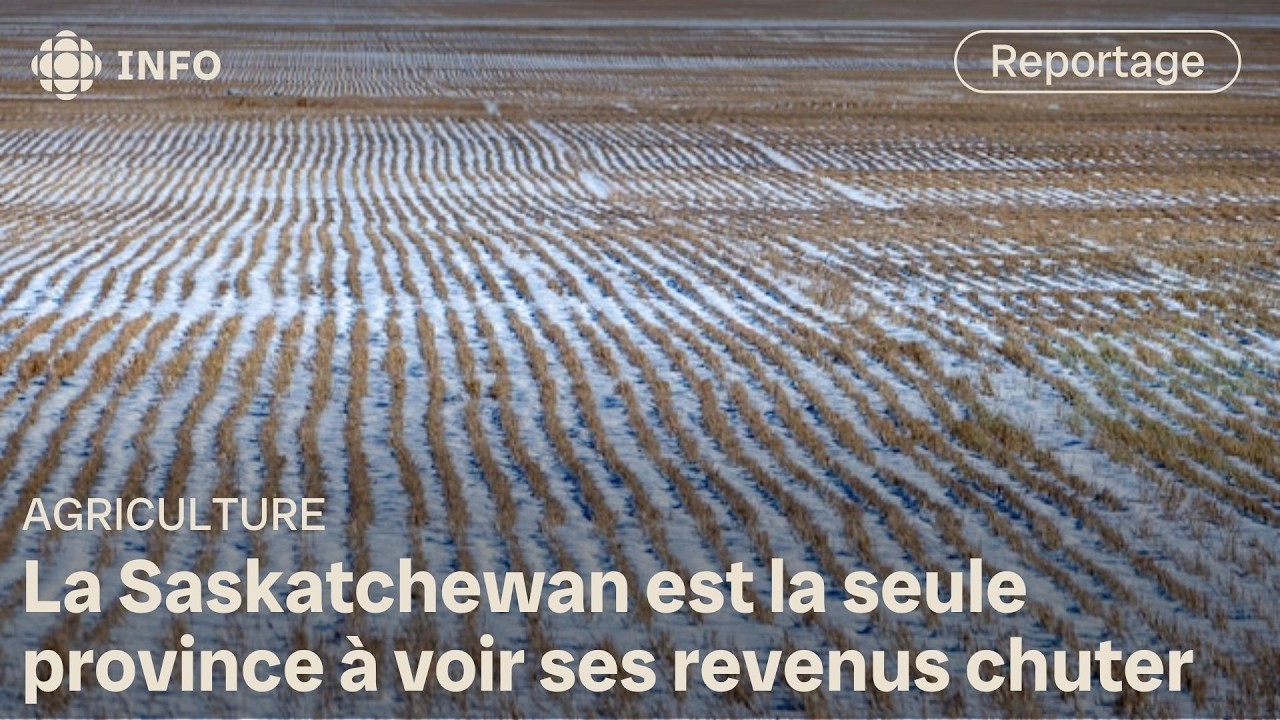 Les revenus agricoles chutent en Saskatchewan malgré une hausse au pays