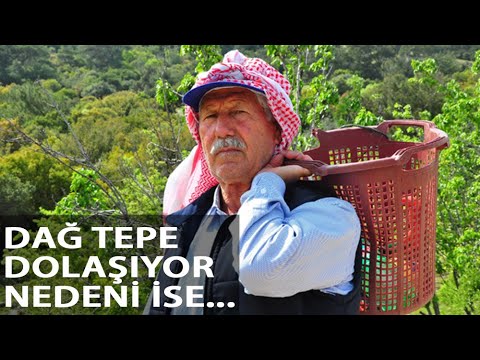 Dağ Tepe Dolaşıp Ağaçları Aşılıyor