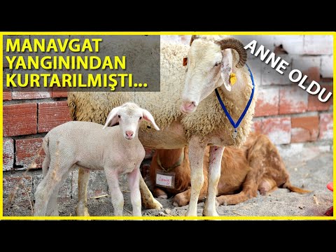 Manavgat'taki yangından kurtarılan koyun, Bursa'da doğum yaptı