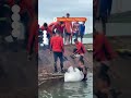 Rescuers save six fishermen from capsized boat  - 00:33 min - News - Video