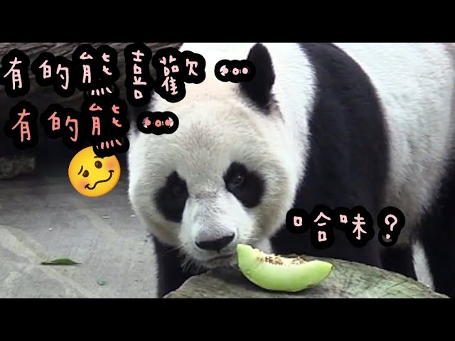 圓圓聞一聞哈密瓜，圓圓說：我不吃瓜|熊貓貓熊The Giant Panda Yuan Yuan and Yuan Bao|台北市立動物園