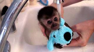 Бебе – маймунка го къпят!!! Уникално!!!