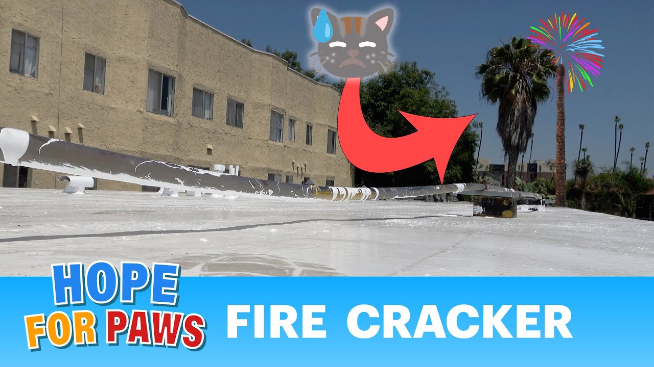 Kitten got so scared of fireworks and could have died! 🎆🙀🧨