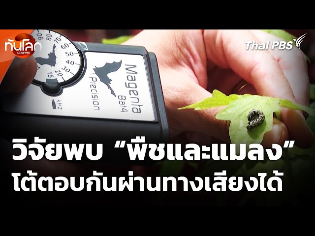 นักวิจัยอิสราเอลพบ "พืช" และ "แมลง" โต้ตอบกันผ่านทางเสียงได้ | ทันโลก กับ Thai PBS | 17 ก.ค. 68