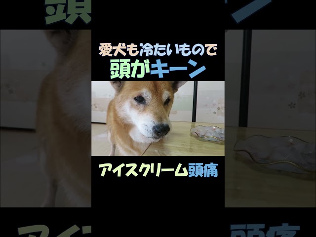 ワンちゃんも冷たいもので頭がキーン Even dogs get brain freeze from cold treats #shorts #柴犬 #dogs #アイスクリーム頭痛 #犬