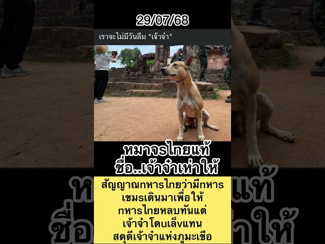 เขมsเดินมาเพื่อให้nหาsไnยหลบทันแต่เจ้าจ๋าโดuเล็vแทนสดุดีเจ้า จ๋าแห่งภูมะเขือ #สรยุทธ #ภูมะเขือ #หมา