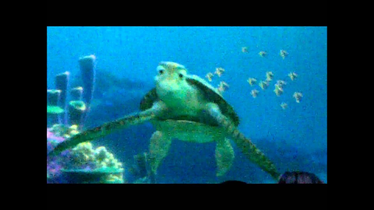 turtle-talk-with-crush-youtube