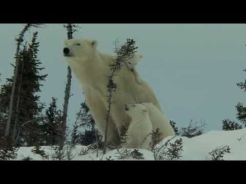 Knut und seine Freunde'