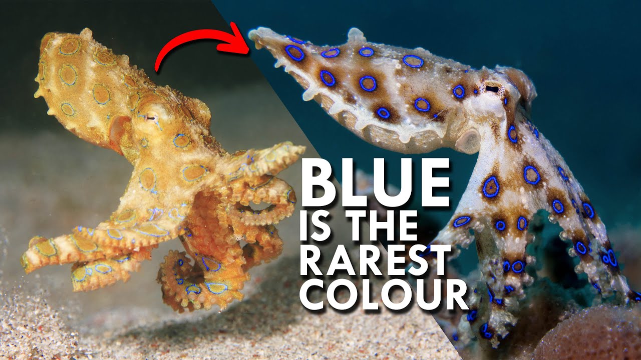 Why Are Blue Animals So Rare?
