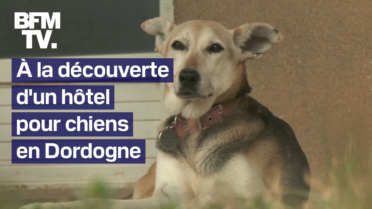 "Ils sont en colo": cet hôtel pour chiens situé en Dordogne garde vos animaux pendant les vacances