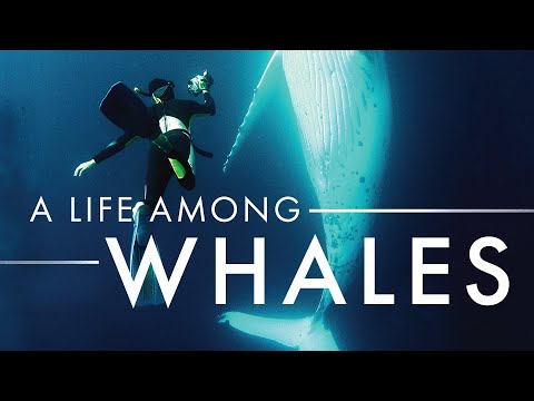 A Life Among Whales'