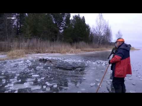 Луѓе во херојска мисија: Да го спасат лосот од замрзнатото езеро