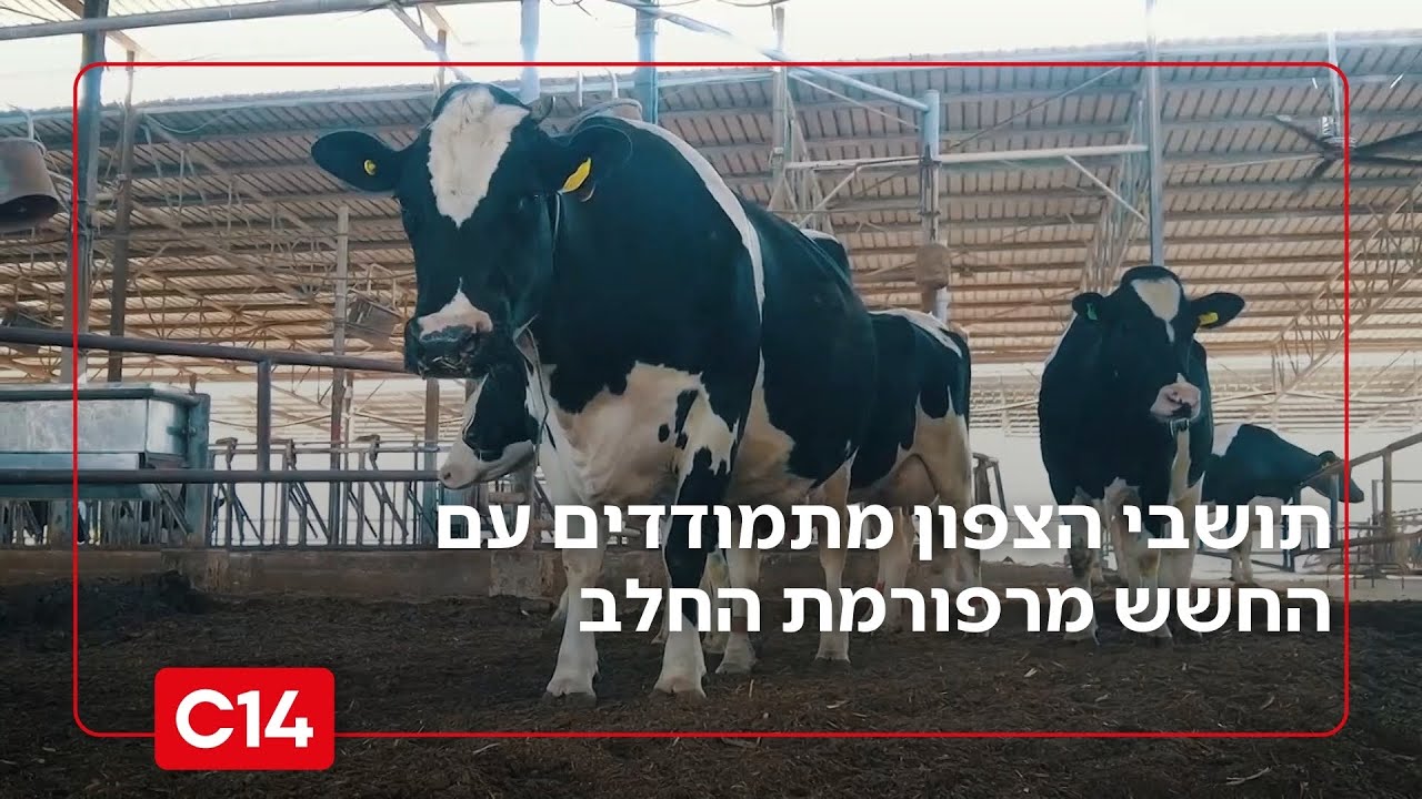 בצל ההסלמה: תושבי הצפון מתמודדים עם החשש מרפורמת החלב העלולה לסגור את מפעל חייהם | החדשות