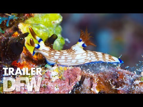 Wonders of the Sea 3D'